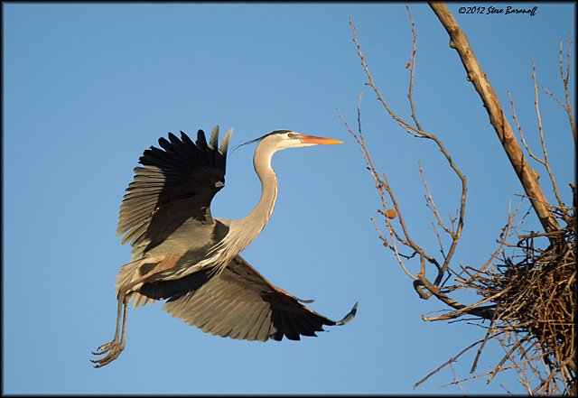 _2SB3630 great-blue heron returning to nest.jpg